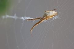 Uloborus walckenaerius