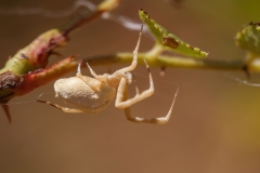 Uloborus walckenaerius