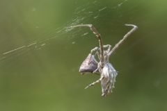 Uloborus walckenaerius