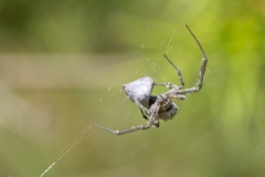 Uloborus walckenaerius