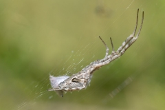 Uloborus walckenaerius