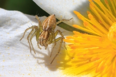Oxyopes lineatus