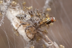 Oxyopes heterophthalmus