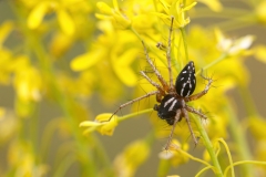 Oxyopes heterophthalmus