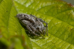 Oxyopes heterophthalmus