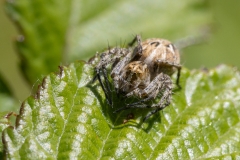Oxyopes heterophthalmus