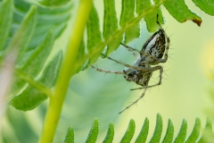 Oxyopes heterophthalmus