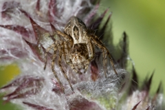 Oxyopes heterophthalmus
