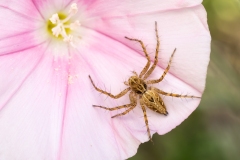 Oxyopes heterophthalmus