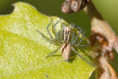 Oxyopes lineatus