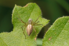 Oxyopes lineatus