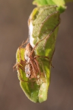 Oxyopes sp