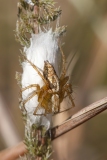 Oxyopes sp.