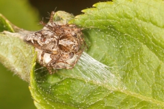 Oxyopes sp