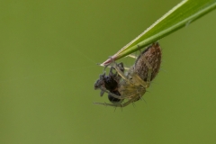 Oxyopes sp