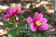 Paeonia morisii