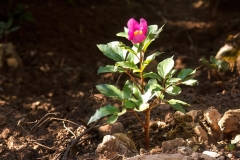 Paeonia morisii