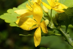 Chelidonium majus