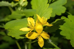 Chelidonium majus
