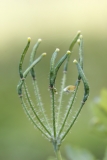 Chelidonium majus