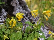 Pseudofumaria lutea