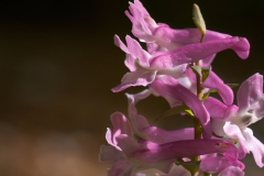 Corydalis cava