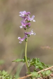Corydalis cava