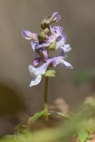 Corydalis cava