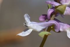 Corydalis cava
