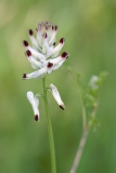 Fumaria capreolata