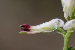 Fumaria capreolata