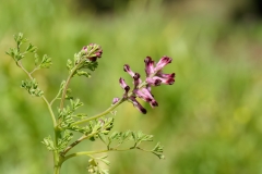 Fumaria officinalis