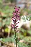 Fumaria officinalis