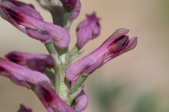 Fumaria officinalis