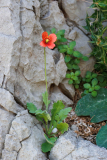 Papaver purpureomarginatum