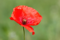 Papaver rhoeas