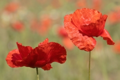 Papaver rhoeas