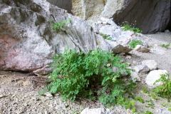 Pseudofumaria alba