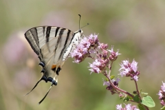 Iphiclides podalirius