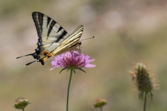 Iphiclides podalirius
