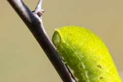 Iphiclides podalirius