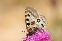 Parnassius apollo