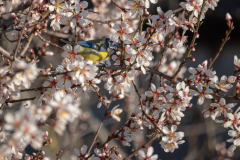 Cyanistes caeruleus