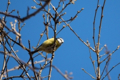 Cyanistes caeruleus