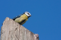 Cyanistes caeruleus