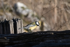 Parus major