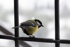 Parus major