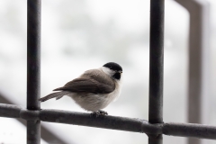 Poecile palustris