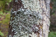 Parmotrema perlatum