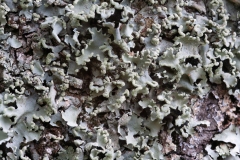 Parmotrema perlatum